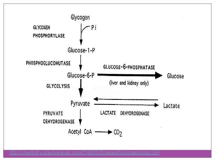 http: //chemistry. gravitywaves. com/CHE 452/images/Glycogenolysis. GIF 
