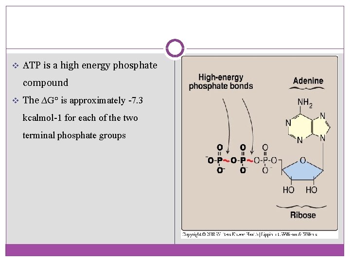 v ATP is a high energy phosphate compound v The ∆G° is approximately -7.