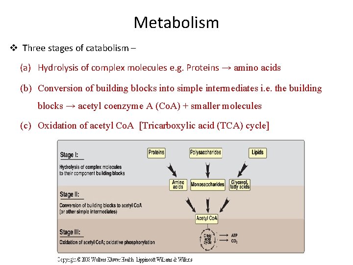 Metabolism v Three stages of catabolism – (a) Hydrolysis of complex molecules e. g.