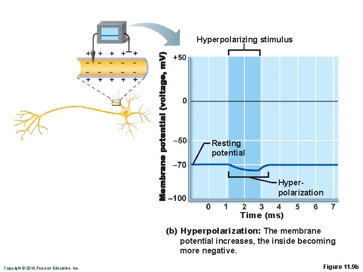 Hyperpolarizing stimulus Resting potential Hyperpolarization Time (ms) (b) Hyperpolarization: The membrane potential increases, the
