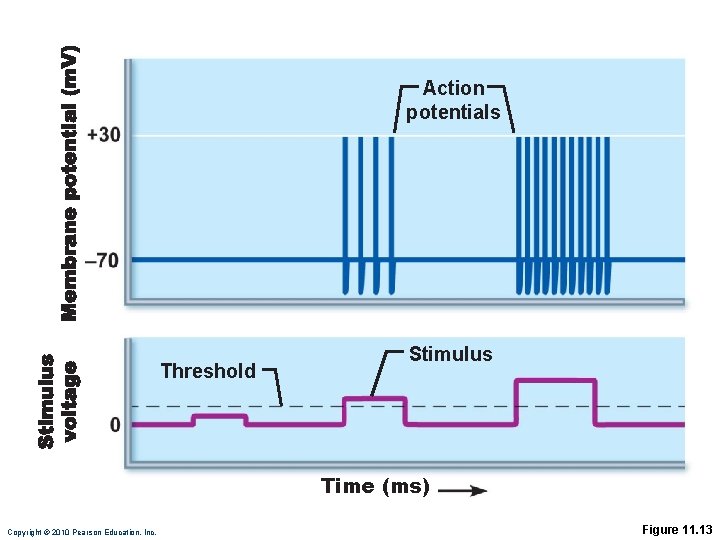 Action potentials Threshold Stimulus Time (ms) Copyright © 2010 Pearson Education, Inc. Figure 11.
