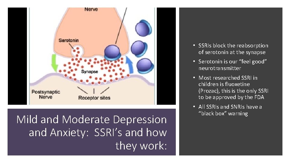  • SSRIs block the reabsorption of serotonin at the synapse • Serotonin is