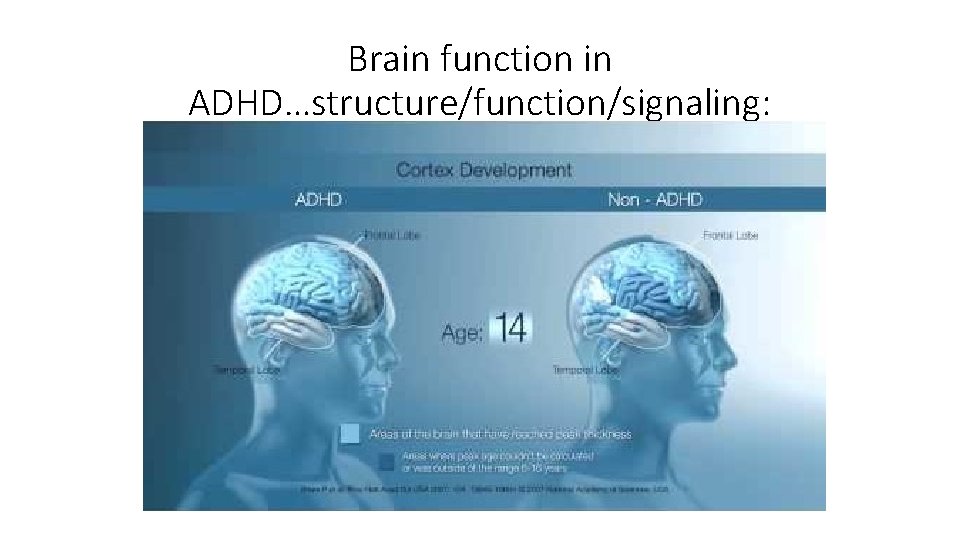 Brain function in ADHD…structure/function/signaling: 