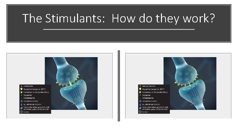 The Stimulants: How do they work? 