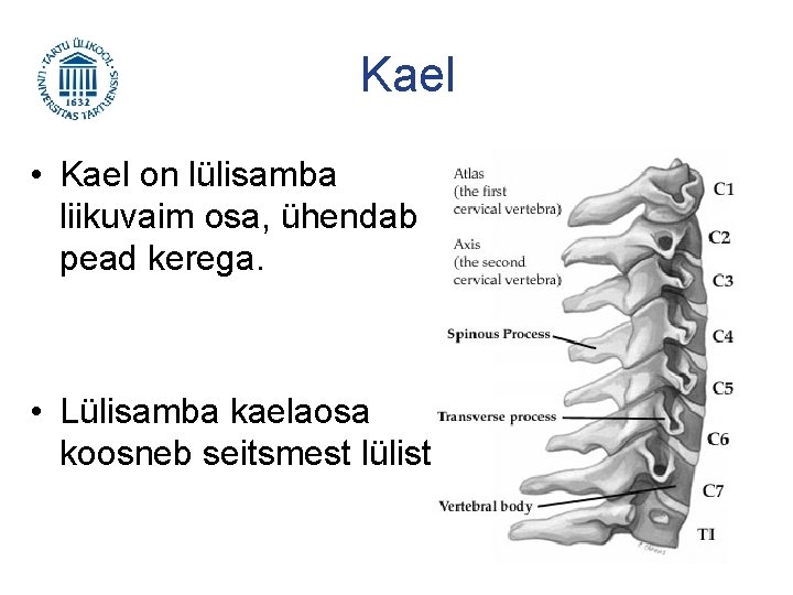 Kael • Kael on lülisamba liikuvaim osa, ühendab pead kerega. • Lülisamba kaelaosa koosneb