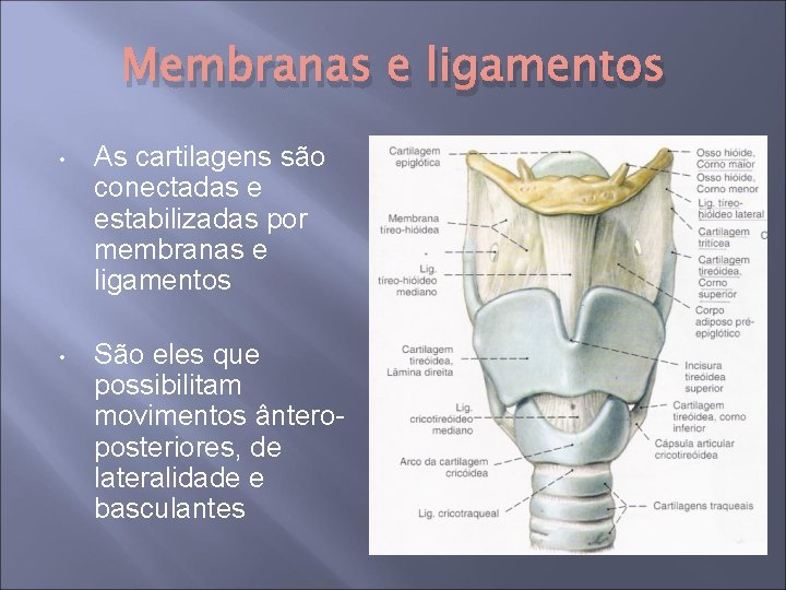 Membranas e ligamentos • As cartilagens são conectadas e estabilizadas por membranas e ligamentos