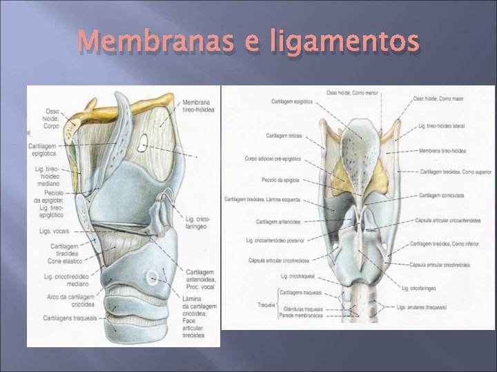 Membranas e ligamentos 