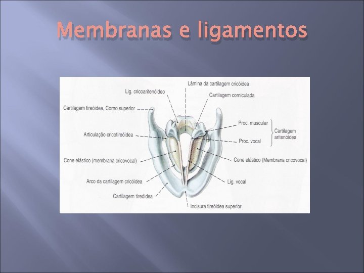 Membranas e ligamentos 