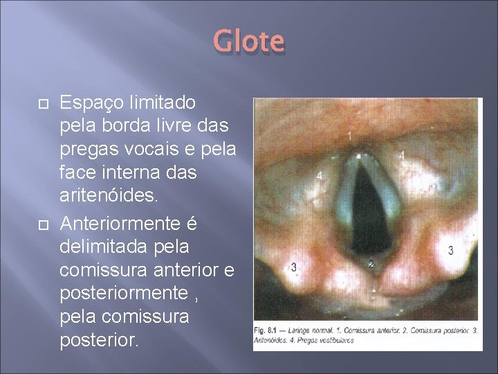 Glote Espaço limitado pela borda livre das pregas vocais e pela face interna das