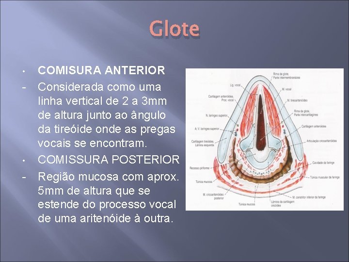 Glote • - COMISURA ANTERIOR Considerada como uma linha vertical de 2 a 3