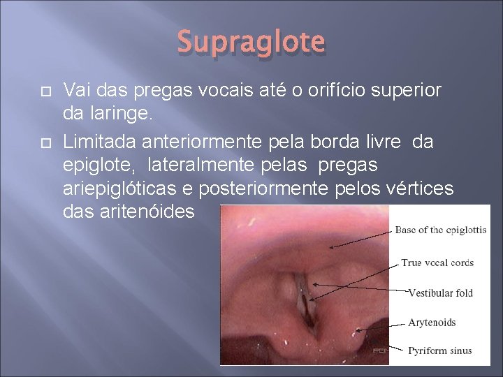 Supraglote Vai das pregas vocais até o orifício superior da laringe. Limitada anteriormente pela