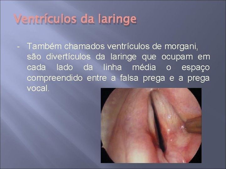 Ventrículos da laringe - Também chamados ventrículos de morgani, são divertículos da laringe que