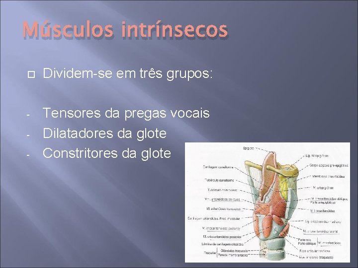 Músculos intrínsecos Dividem-se em três grupos: - Tensores da pregas vocais Dilatadores da glote