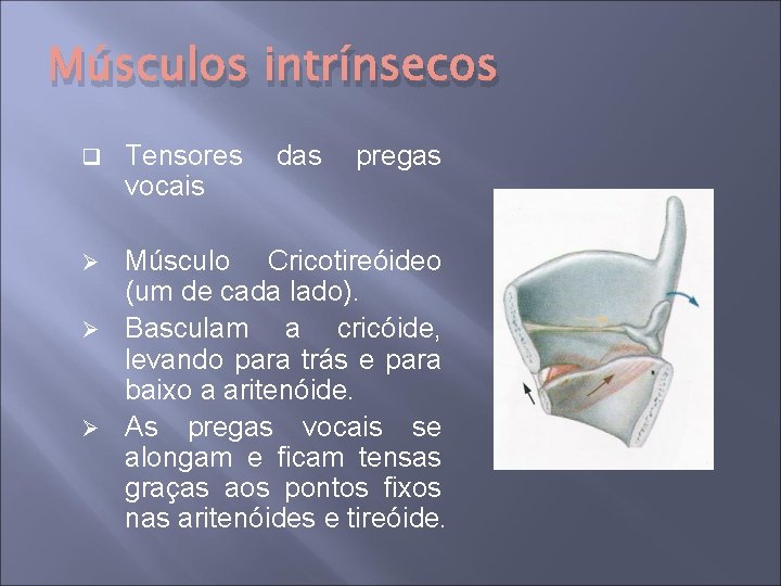 Músculos intrínsecos q Tensores vocais das pregas Músculo Cricotireóideo (um de cada lado). Ø
