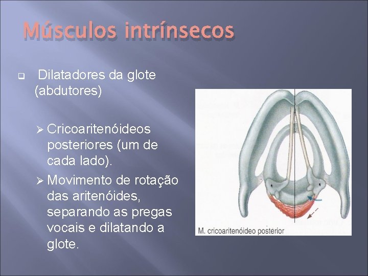 Músculos intrínsecos q Dilatadores da glote (abdutores) Ø Cricoaritenóideos posteriores (um de cada lado).