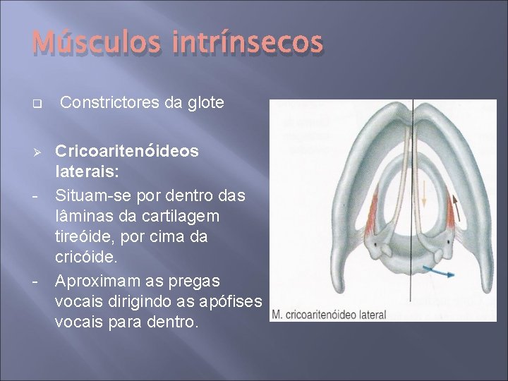 Músculos intrínsecos q Ø - - Constrictores da glote Cricoaritenóideos laterais: Situam-se por dentro