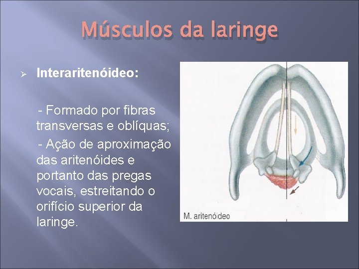 Músculos da laringe Ø Interaritenóideo: - Formado por fibras transversas e oblíquas; - Ação