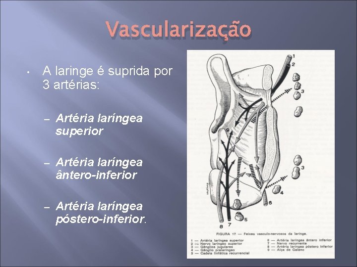 Vascularização • A laringe é suprida por 3 artérias: – Artéria laríngea superior –