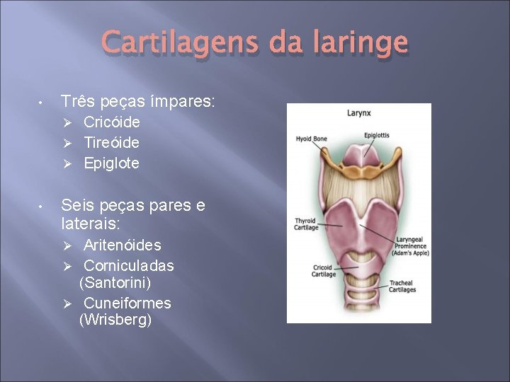 Cartilagens da laringe • Três peças ímpares: Cricóide Ø Tireóide Ø Epiglote Ø •