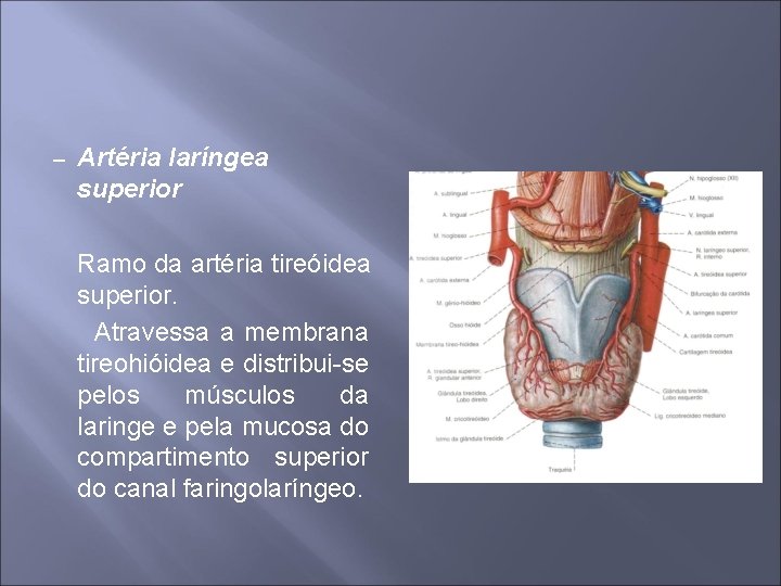 – Artéria laríngea superior Ramo da artéria tireóidea superior. Atravessa a membrana tireohióidea e