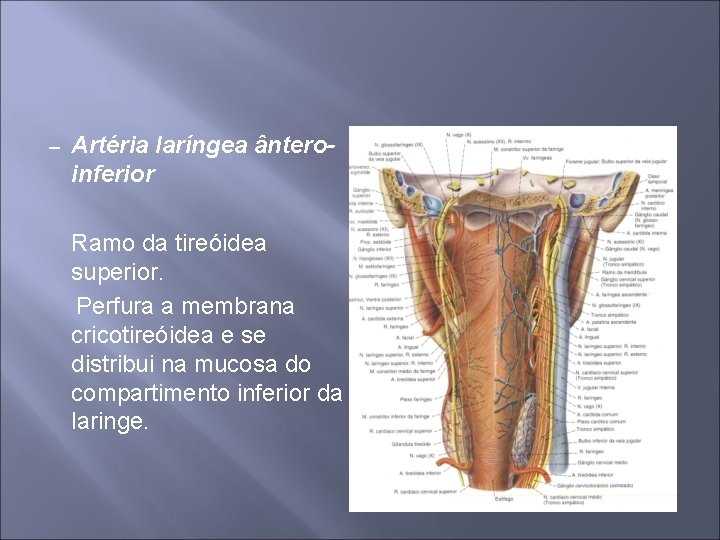 – Artéria laríngea ânteroinferior Ramo da tireóidea superior. Perfura a membrana cricotireóidea e se