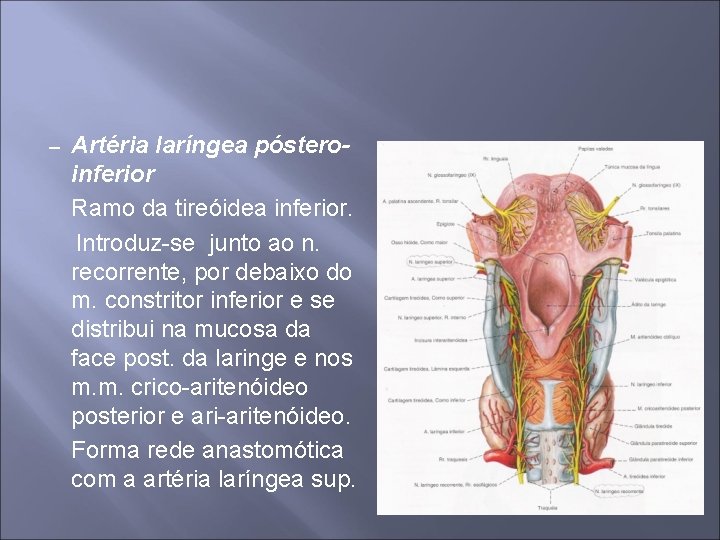 – Artéria laríngea pósteroinferior Ramo da tireóidea inferior. Introduz-se junto ao n. recorrente, por