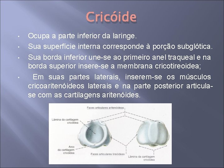 Cricóide • • Ocupa a parte inferior da laringe. Sua superfície interna corresponde à