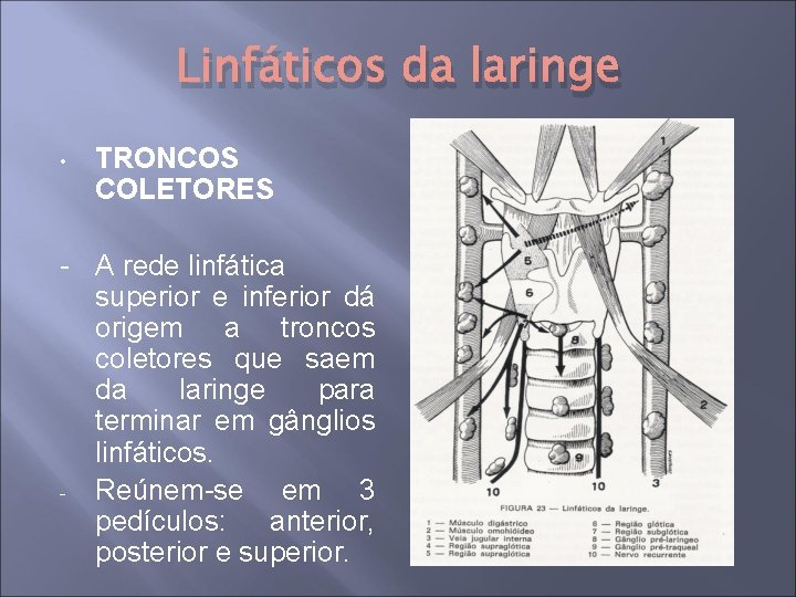 Linfáticos da laringe • TRONCOS COLETORES - A rede linfática superior e inferior dá