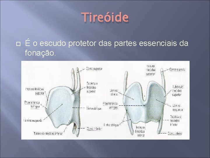 Tireóide É o escudo protetor das partes essenciais da fonação. 