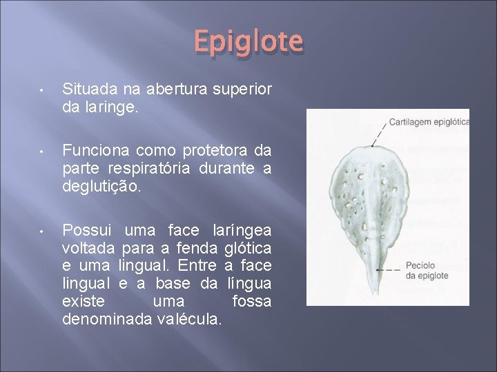 Epiglote • Situada na abertura superior da laringe. • Funciona como protetora da parte