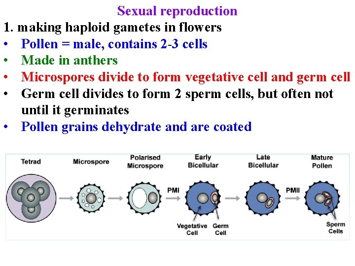 Sexual reproduction 1. making haploid gametes in flowers • Pollen = male, contains 2