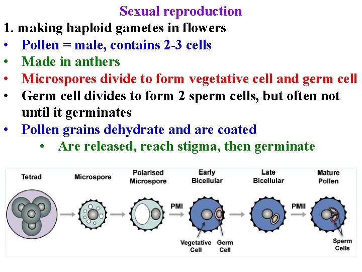 Sexual reproduction 1. making haploid gametes in flowers • Pollen = male, contains 2