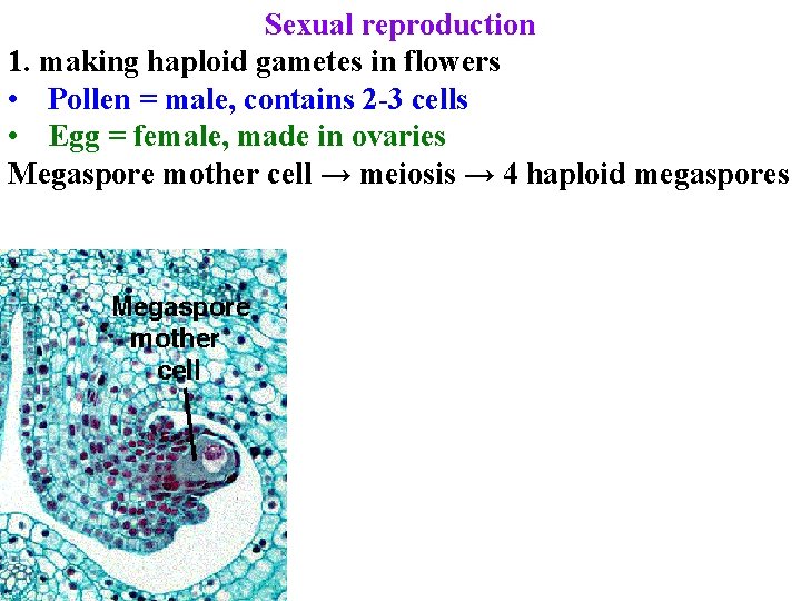 Sexual reproduction 1. making haploid gametes in flowers • Pollen = male, contains 2