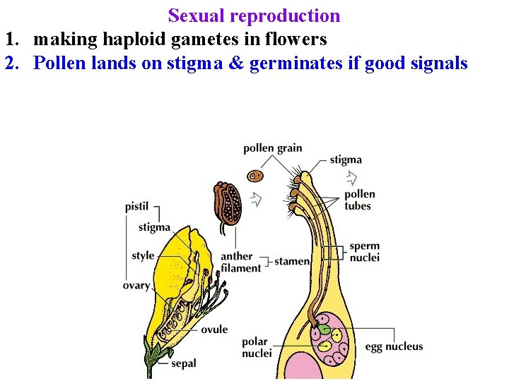 Sexual reproduction 1. making haploid gametes in flowers 2. Pollen lands on stigma &