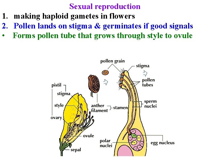 Sexual reproduction 1. making haploid gametes in flowers 2. Pollen lands on stigma &