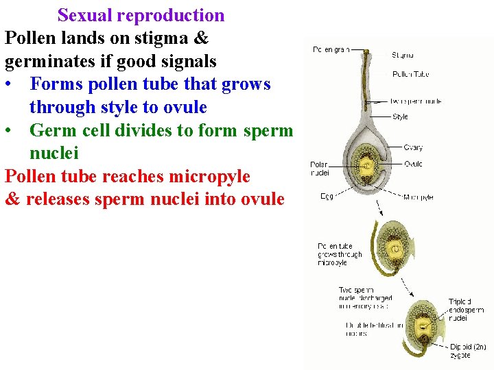 Sexual reproduction Pollen lands on stigma & germinates if good signals • Forms pollen