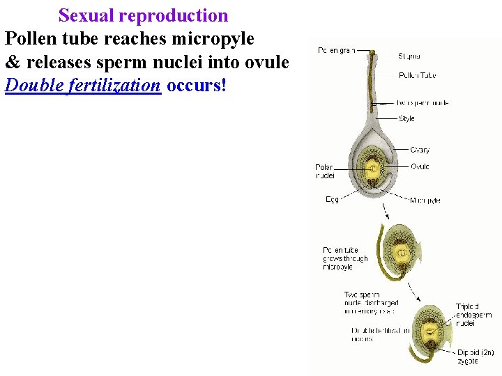 Sexual reproduction Pollen tube reaches micropyle & releases sperm nuclei into ovule Double fertilization