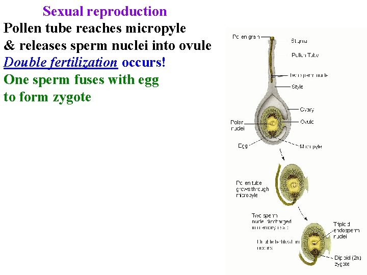 Sexual reproduction Pollen tube reaches micropyle & releases sperm nuclei into ovule Double fertilization