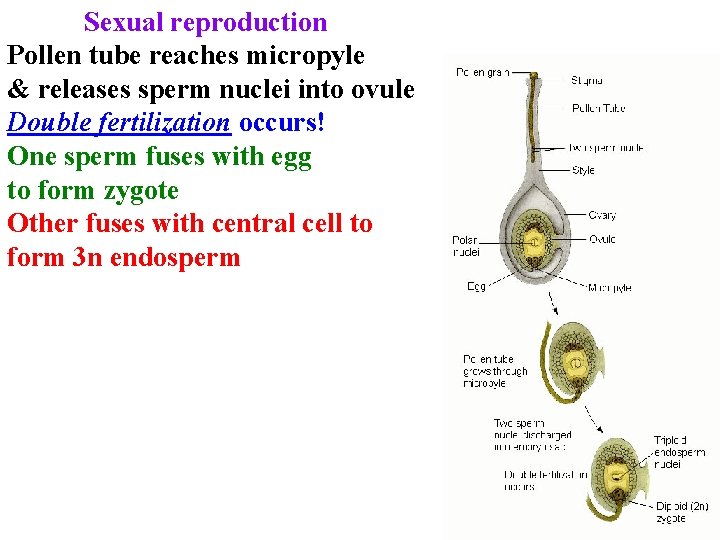 Sexual reproduction Pollen tube reaches micropyle & releases sperm nuclei into ovule Double fertilization