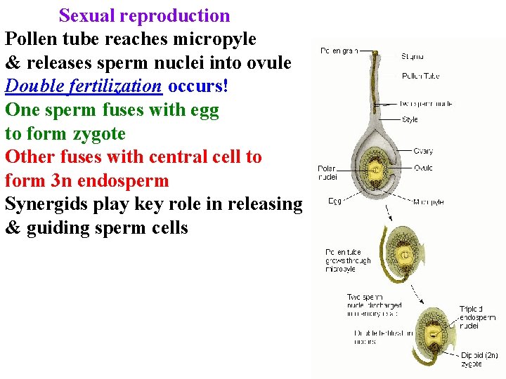 Sexual reproduction Pollen tube reaches micropyle & releases sperm nuclei into ovule Double fertilization