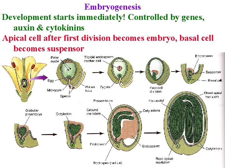 Embryogenesis Development starts immediately! Controlled by genes, auxin & cytokinins Apical cell after first