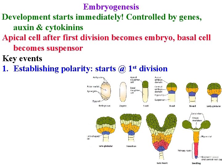 Embryogenesis Development starts immediately! Controlled by genes, auxin & cytokinins Apical cell after first