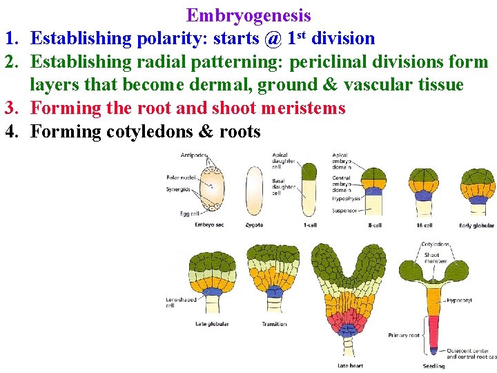 1. 2. 3. 4. Embryogenesis Establishing polarity: starts @ 1 st division Establishing radial