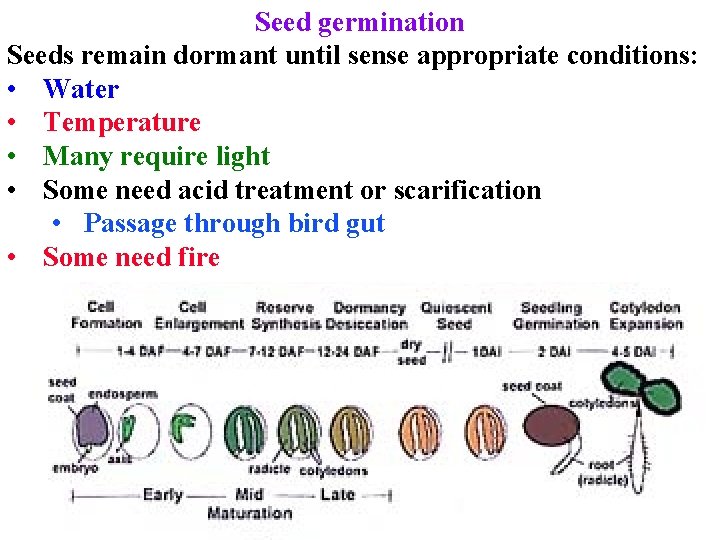 Seed germination Seeds remain dormant until sense appropriate conditions: • Water • Temperature •