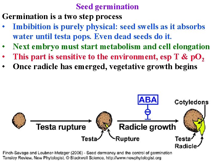 Seed germination Germination is a two step process • Imbibition is purely physical: seed