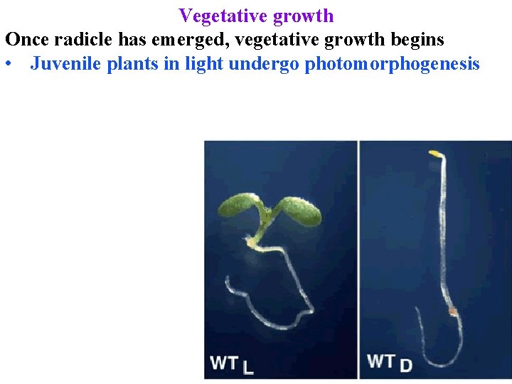Vegetative growth Once radicle has emerged, vegetative growth begins • Juvenile plants in light