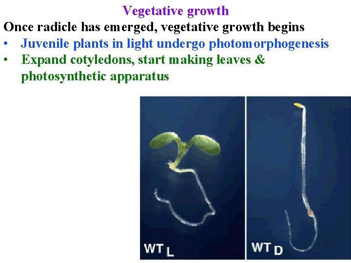 Vegetative growth Once radicle has emerged, vegetative growth begins • Juvenile plants in light