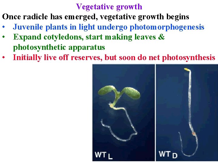 Vegetative growth Once radicle has emerged, vegetative growth begins • Juvenile plants in light