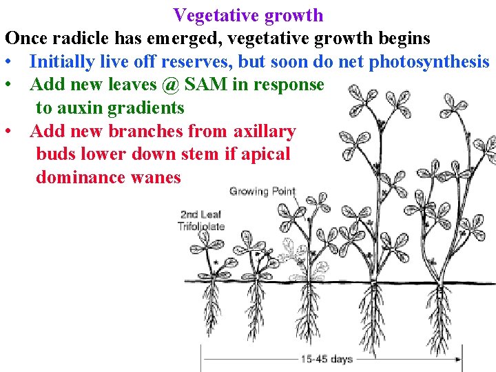 Vegetative growth Once radicle has emerged, vegetative growth begins • Initially live off reserves,