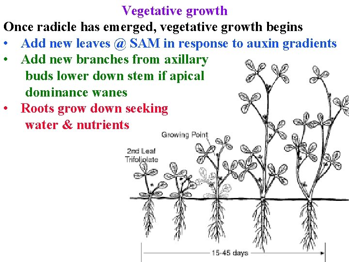 Vegetative growth Once radicle has emerged, vegetative growth begins • Add new leaves @